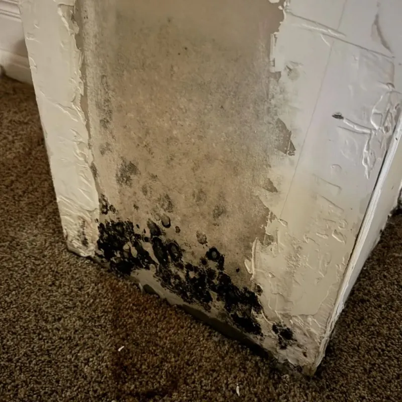 Professional Mold Removal in Lynn, IN